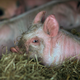Piglets resting in their sty at the Lower Drayton Farm in the UK.